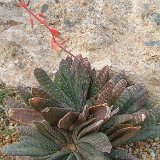 Gasteria disticha v. compacta DSCF1455.JPG